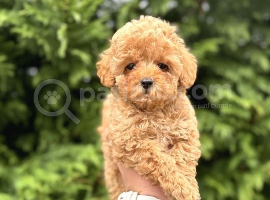 Garanti̇li̇ Toy Poodle  Bebeğimiz Aşılı görsel