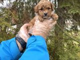 Toy Poodle Yavrularimiz