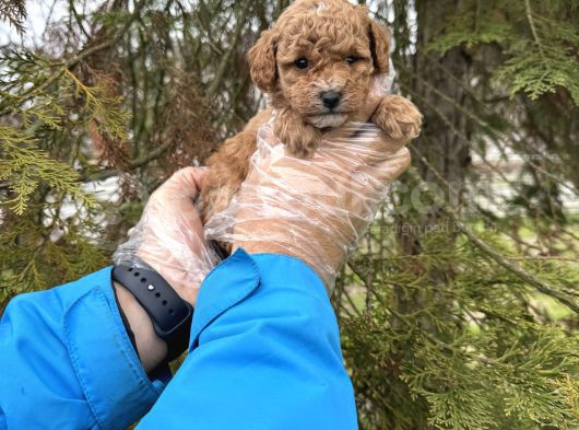 Toy Poodle Yavrularimiz görsel