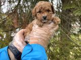 Toy Poodle Yavrularimiz