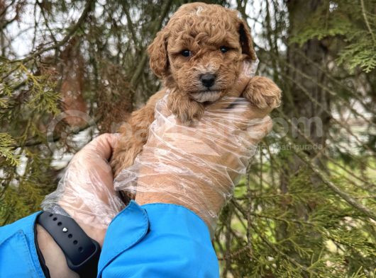 Toy Poodle Yavrularimiz görsel