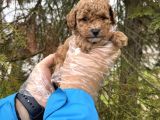 Toy Poodle Yavrularimiz