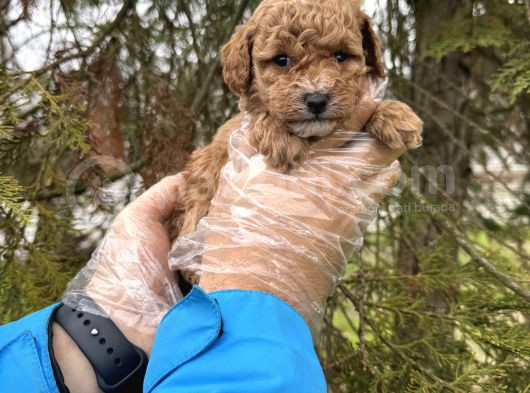 Toy Poodle Yavrularimiz görsel