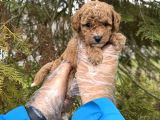 TOY POODLE YAVRULARIMIZ