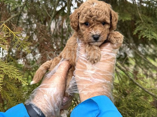 Toy Poodle Yavrularimiz