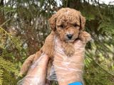 Toy Poodle Yavrularimiz