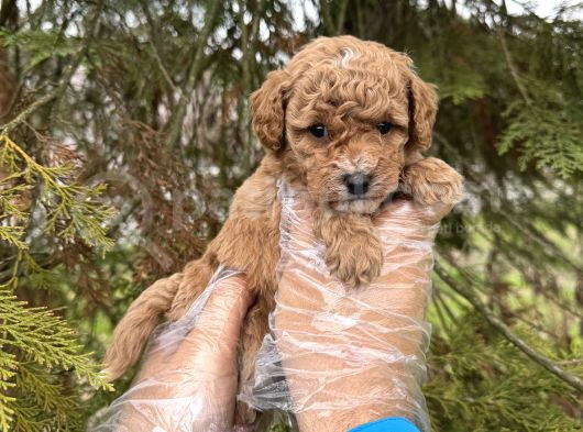 Toy Poodle Yavrularimiz görsel