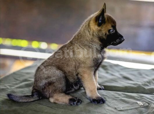 Eğitim Çiftliğinden Safkan Malinoa Yavrularımız görsel