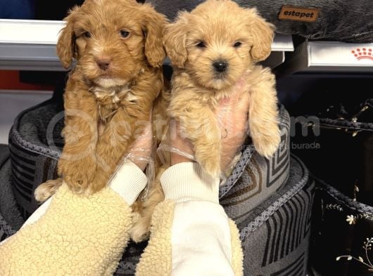 Bebek Surat Malti̇poo Yavrularimiz görsel