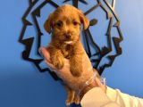 RED MALTİPOO YAVRULARIMIZ