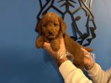 IRK GARANTİLİ MALTİPOO BEBEKLERİMİZ
