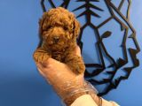 Red Browne Toy Poodle Yavrularimiz