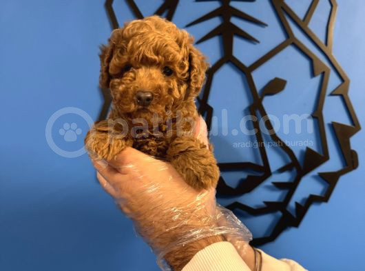 Red Browne Toy Poodle Yavrularimiz görsel