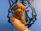 Red Browne Toy Poodle Yavrularimiz