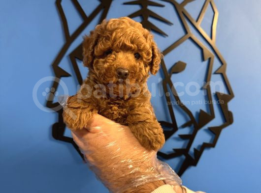 Red Browne Toy Poodle Yavrularimiz görsel