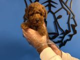 Red Browne Toy Poodle Yavrularimiz