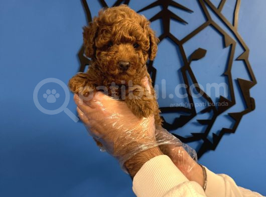 Red Browne Toy Poodle Yavrularimiz görsel