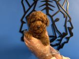 RED BROWNE TOY POODLE YAVRULARIMIZ