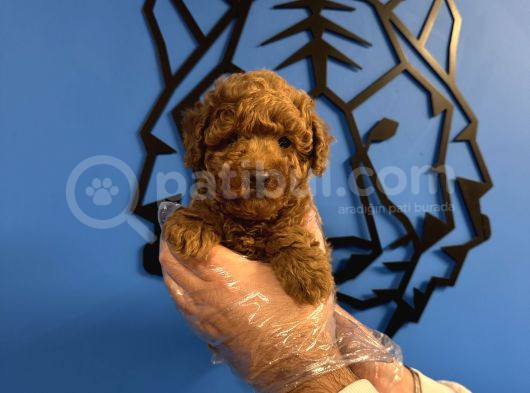 Red Browne Toy Poodle Yavrularimiz