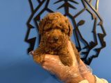 Red Browne Toy Poodle Yavrularimiz