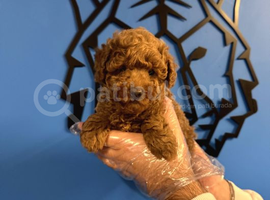 Red Browne Toy Poodle Yavrularimiz görsel