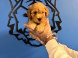Apri̇cot Toy Poodle Bebekleri̇mi̇z