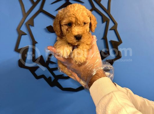 Apri̇cot Toy Poodle Bebekleri̇mi̇z görsel
