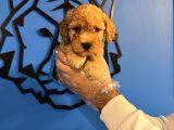 Apri̇cot Toy Poodle Bebekleri̇mi̇z