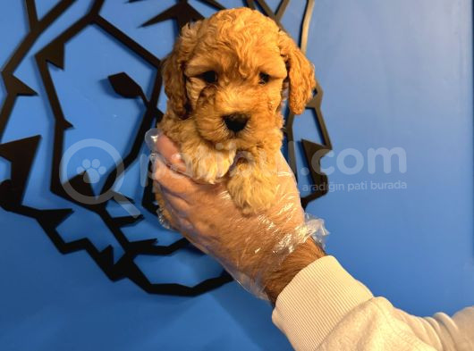 Apri̇cot Toy Poodle Bebekleri̇mi̇z görsel