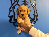 APRİCOT TOY POODLE BEBEKLERİMİZ