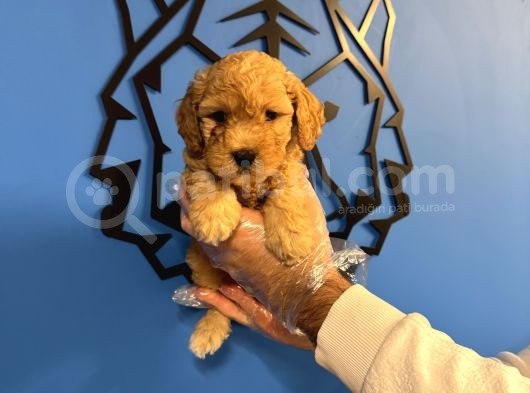 Apri̇cot Toy Poodle Bebekleri̇mi̇z