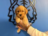 Apri̇cot Toy Poodle Bebekleri̇mi̇z
