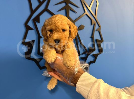 Apri̇cot Toy Poodle Bebekleri̇mi̇z görsel