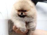 Orjinal Teddy Pomeranian Yavrular