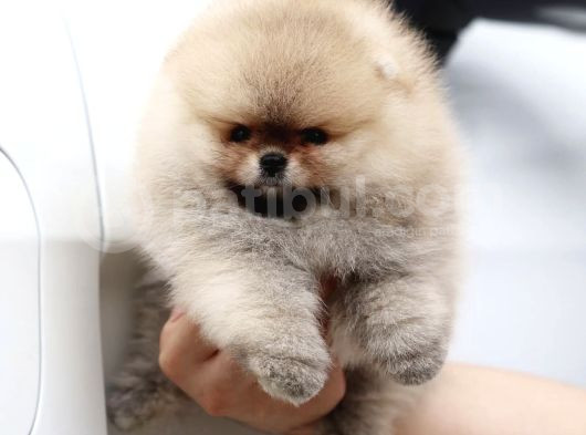 Orjinal Teddy Pomeranian Yavrular görsel