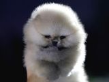 Orjinal teddy pomeranian yavrular