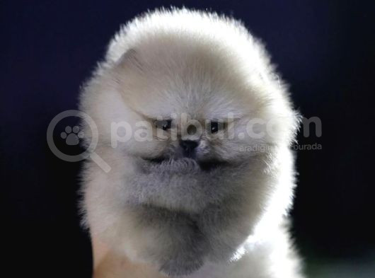 Orjinal Teddy Pomeranian Yavrular