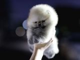 Orjinal Teddy Pomeranian Yavrular