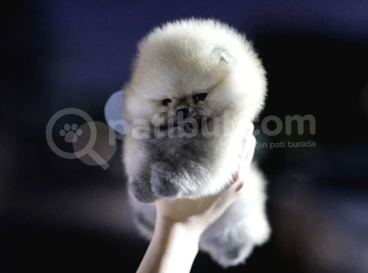 Orjinal Teddy Pomeranian Yavrular görsel