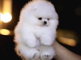 Orjinal Teddy Pomeranian Yavrular
