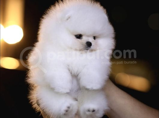 Orjinal Teddy Pomeranian Yavrular görsel