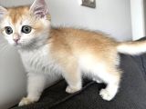British Shorthair Ny11 Yavru