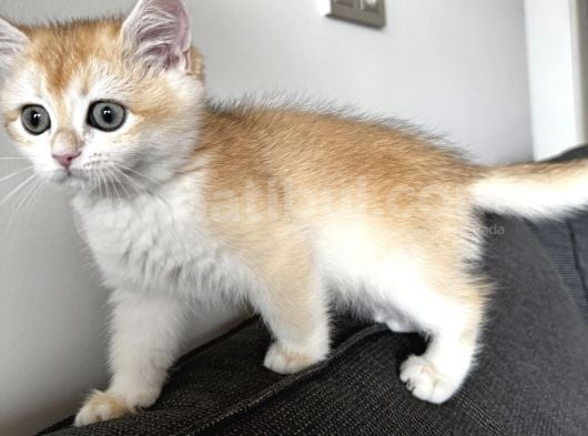 British Shorthair Ny11 Yavru görsel