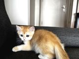 British shorthair Ny11 yavru