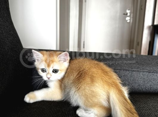 British Shorthair Ny11 Yavru