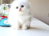 Safkan Scottish Fold Longhair Erkek Yavrumuz
