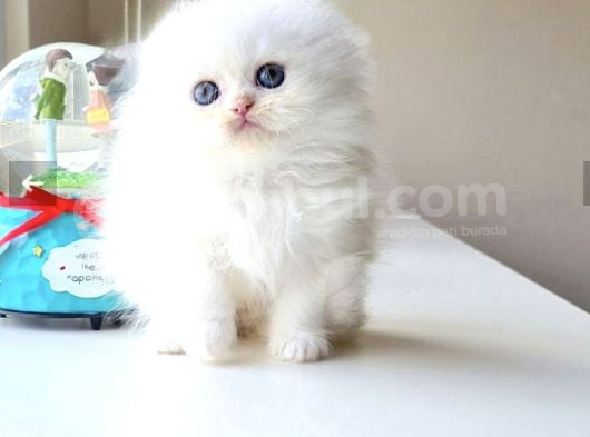 Safkan Scottish Fold Longhair Erkek Yavrumuz