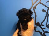 Black Toy Poodle Yavrularimiz