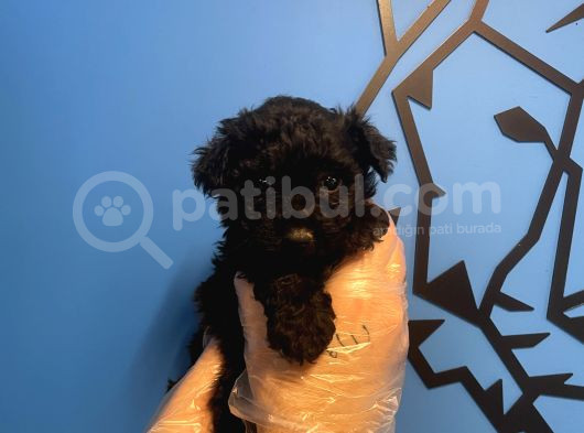 Black Toy Poodle Yavrularimiz görsel