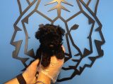 BLACK TOY POODLE YAVRULARIMIZ